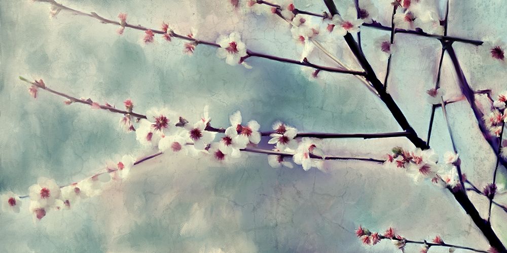 Cherry Blossoms Bloom art print by Kimberly Allen for $57.95 CAD