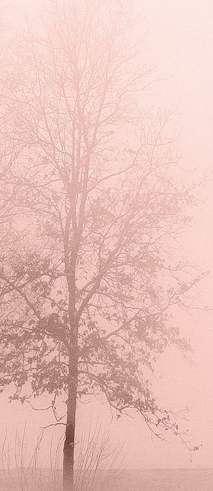 Pinkest Dawn 2 art print by Kimberly Allen for $57.95 CAD