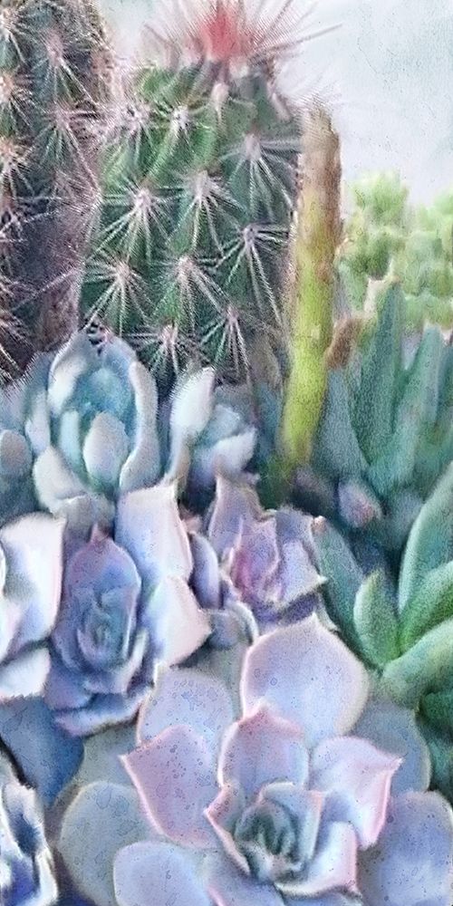 Succulent Garden 1 art print by Kimberly Allen for $57.95 CAD