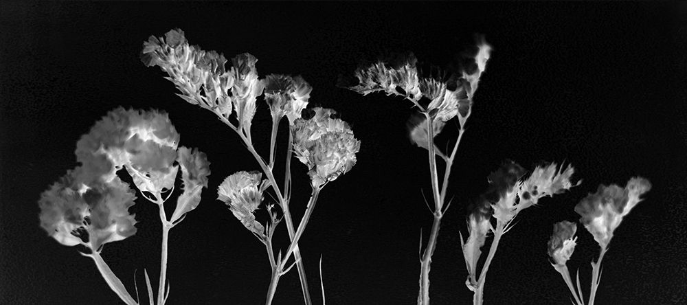 Wild Blooms art print by Kimberly Allen for $57.95 CAD