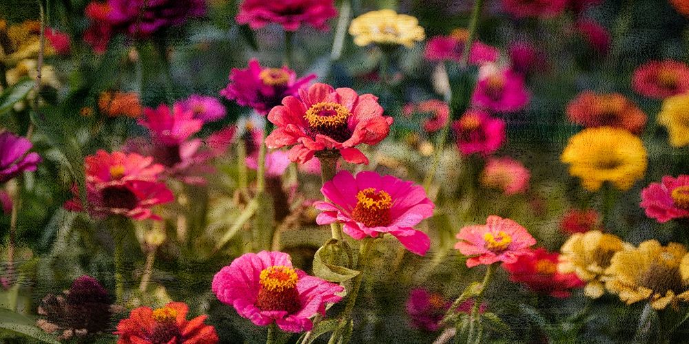 Zinnias in Bloom art print by Kimberly Allen for $57.95 CAD