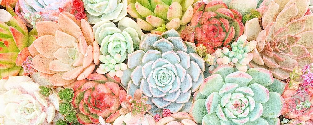 Colorful Succulents 1 art print by Kimberly Allen for $57.95 CAD