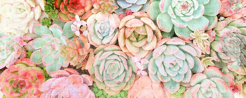 Colorful Succulents 2 art print by Kimberly Allen for $57.95 CAD