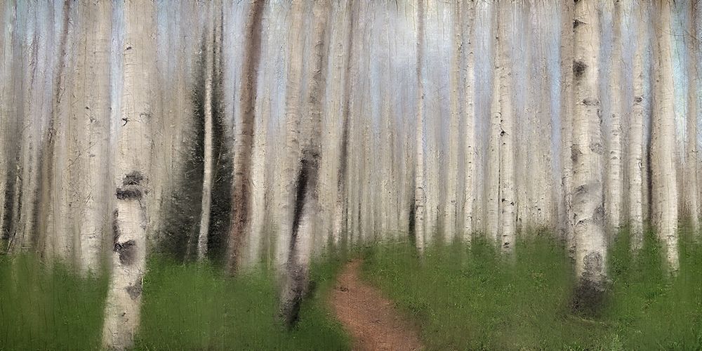 Path through the Aspens art print by Kimberly Allen for $57.95 CAD