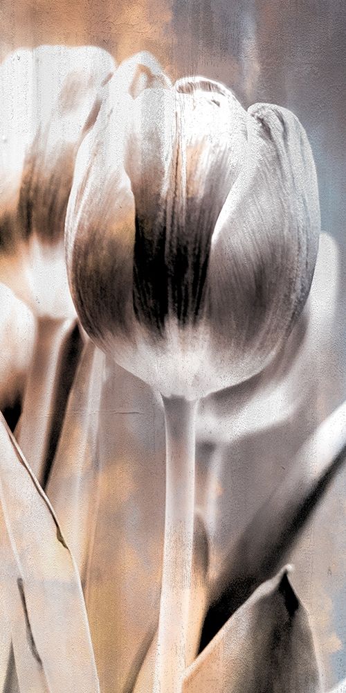 Tulip 1 art print by Kimberly Allen for $57.95 CAD