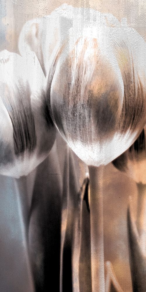 Tulip 2 art print by Kimberly Allen for $57.95 CAD