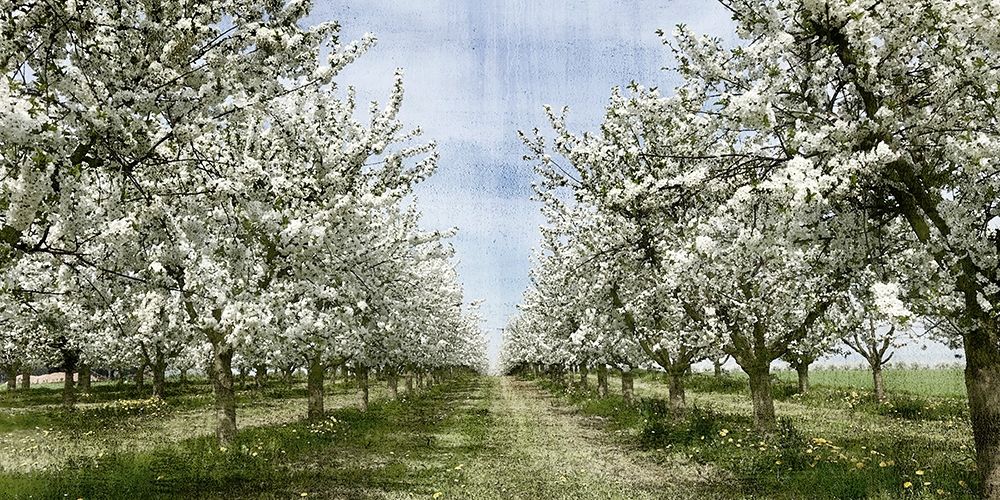 Spring art print by Kimberly Allen for $57.95 CAD