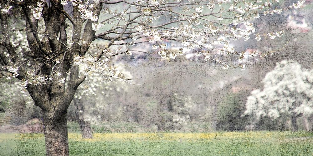 Apple Blossom art print by Kimberly Allen for $57.95 CAD