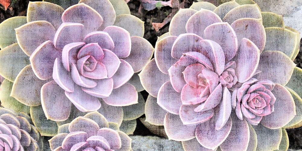 Succulents art print by Kimberly Allen for $57.95 CAD