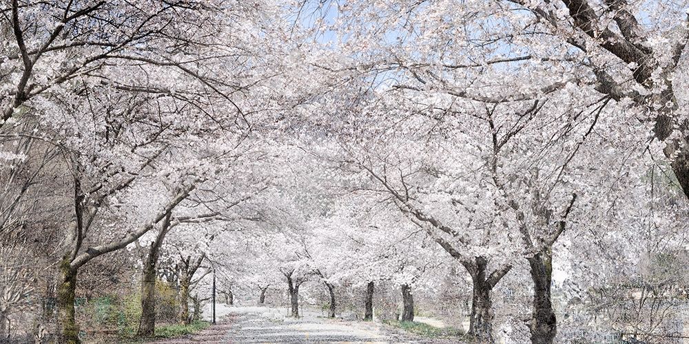 Cherry Blossom Lane art print by Kimberly Allen for $57.95 CAD