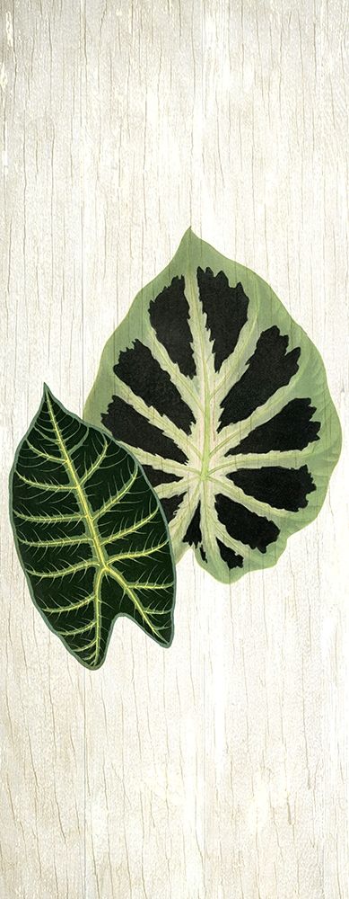 Botanical Greens 2 art print by Kimberly Allen for $57.95 CAD