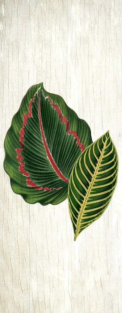 Botanical Greens 3 art print by Kimberly Allen for $57.95 CAD
