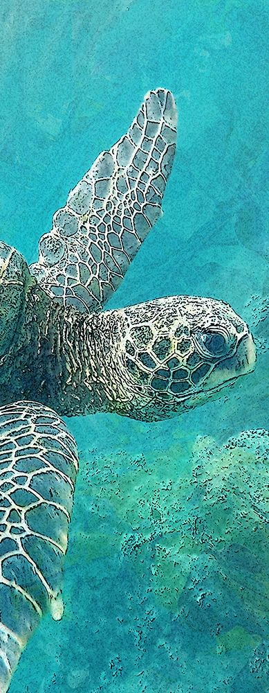 Sea Turtle 1 art print by Kimberly Allen for $57.95 CAD