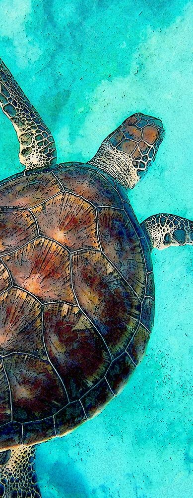 Sea Turtle 2 art print by Kimberly Allen for $57.95 CAD