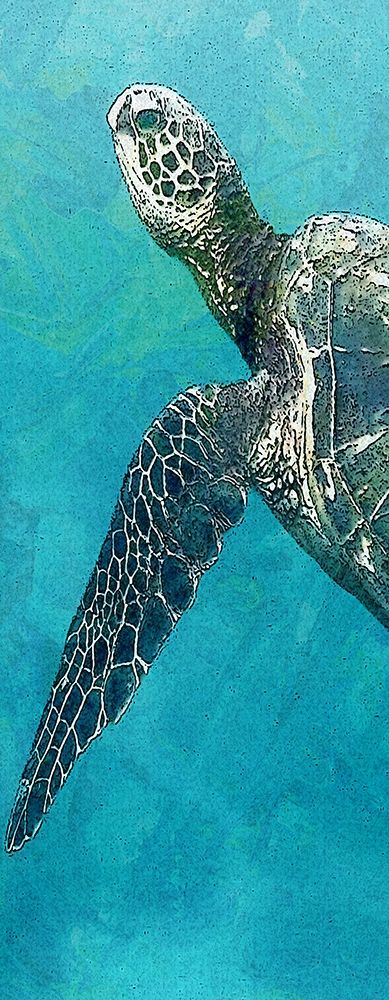 Sea Turtle 3 art print by Kimberly Allen for $57.95 CAD
