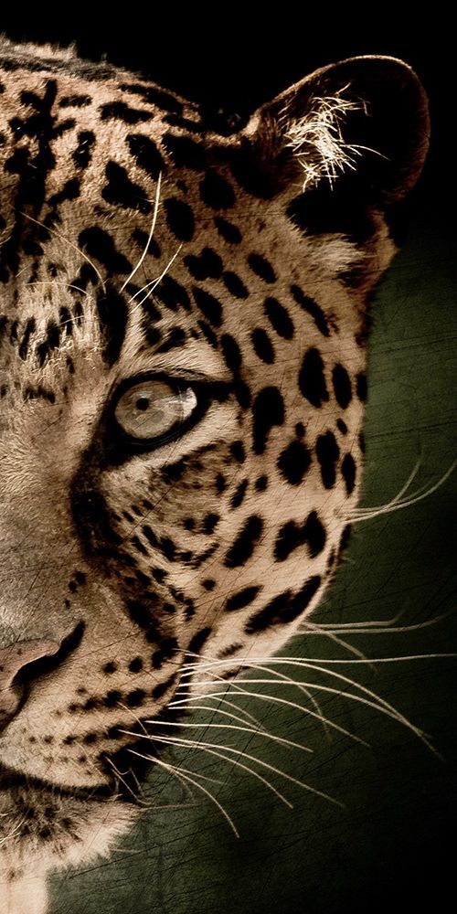 Leo Panel art print by Kimberly Allen for $57.95 CAD