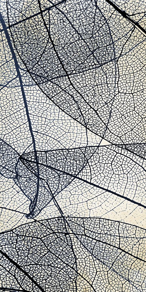 Transparent 2 art print by Kimberly Allen for $57.95 CAD