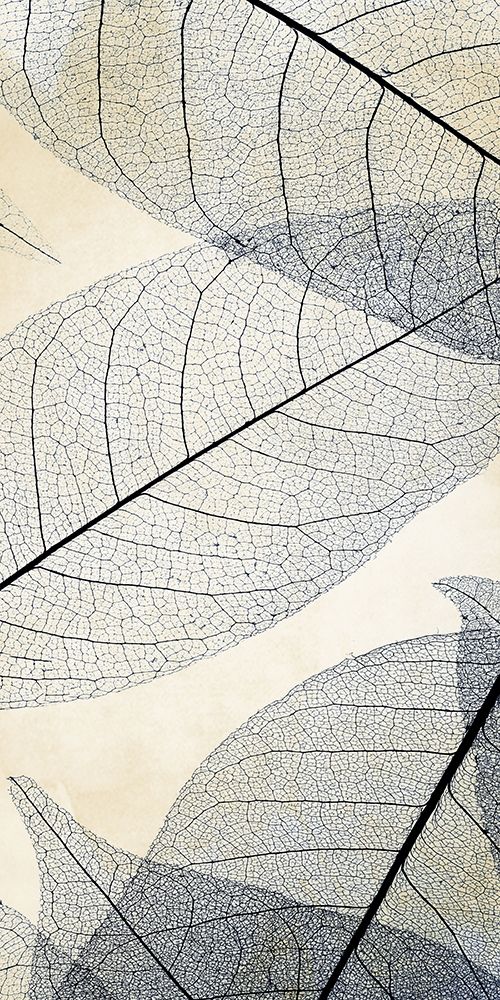 Transparent Leaves 1 art print by Kimberly Allen for $57.95 CAD