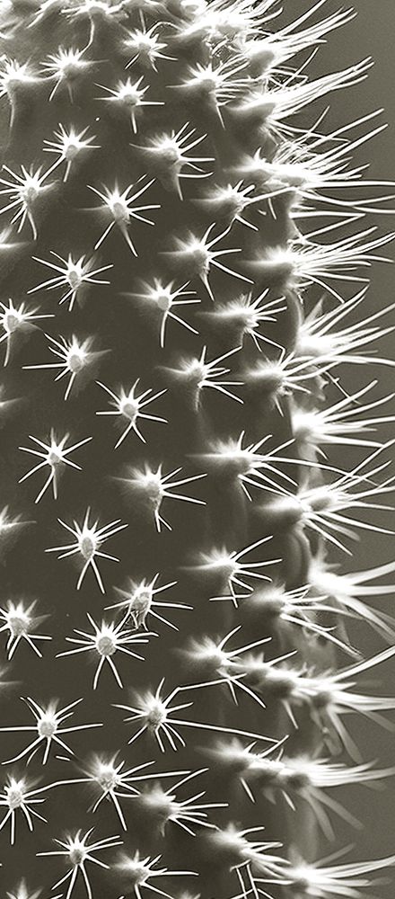 Up Close Cactus 1 art print by Kimberly Allen for $57.95 CAD