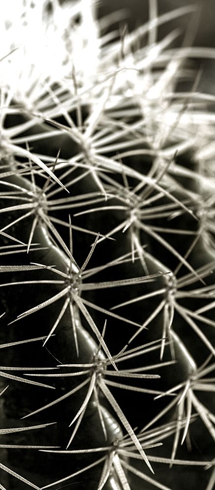 Up Close Cactus 2 art print by Kimberly Allen for $57.95 CAD