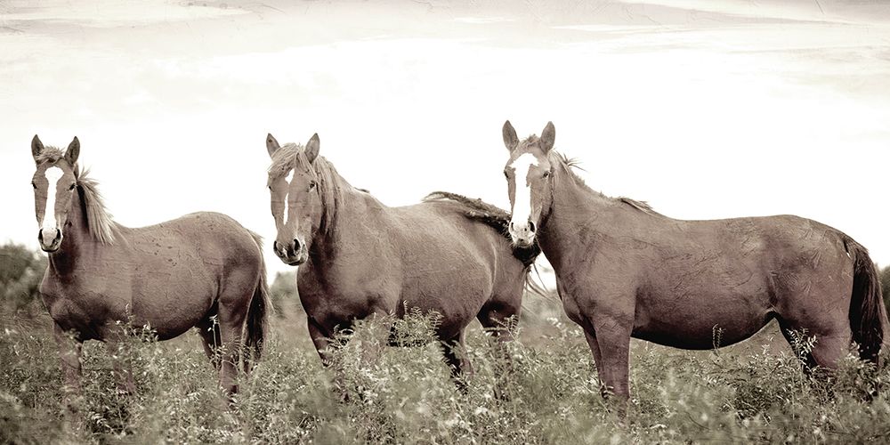 Horse Gaze art print by Kimberly Allen for $57.95 CAD