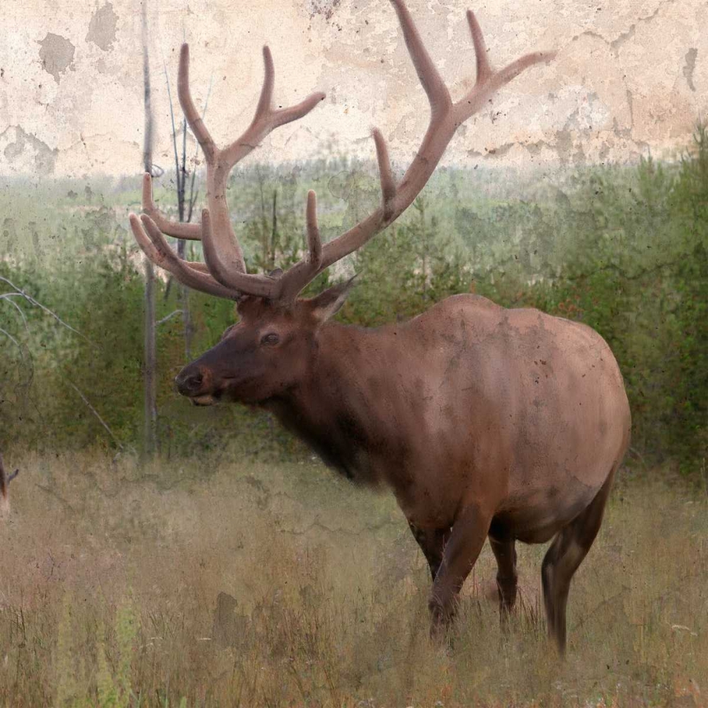 Elk Stride art print by Kimberly Allen for $57.95 CAD