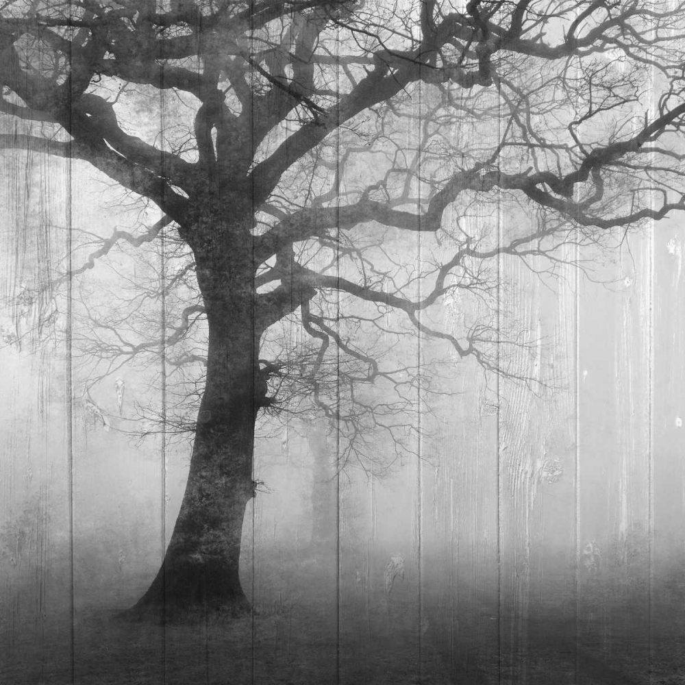 In the Mist art print by Kimberly Allen for $57.95 CAD