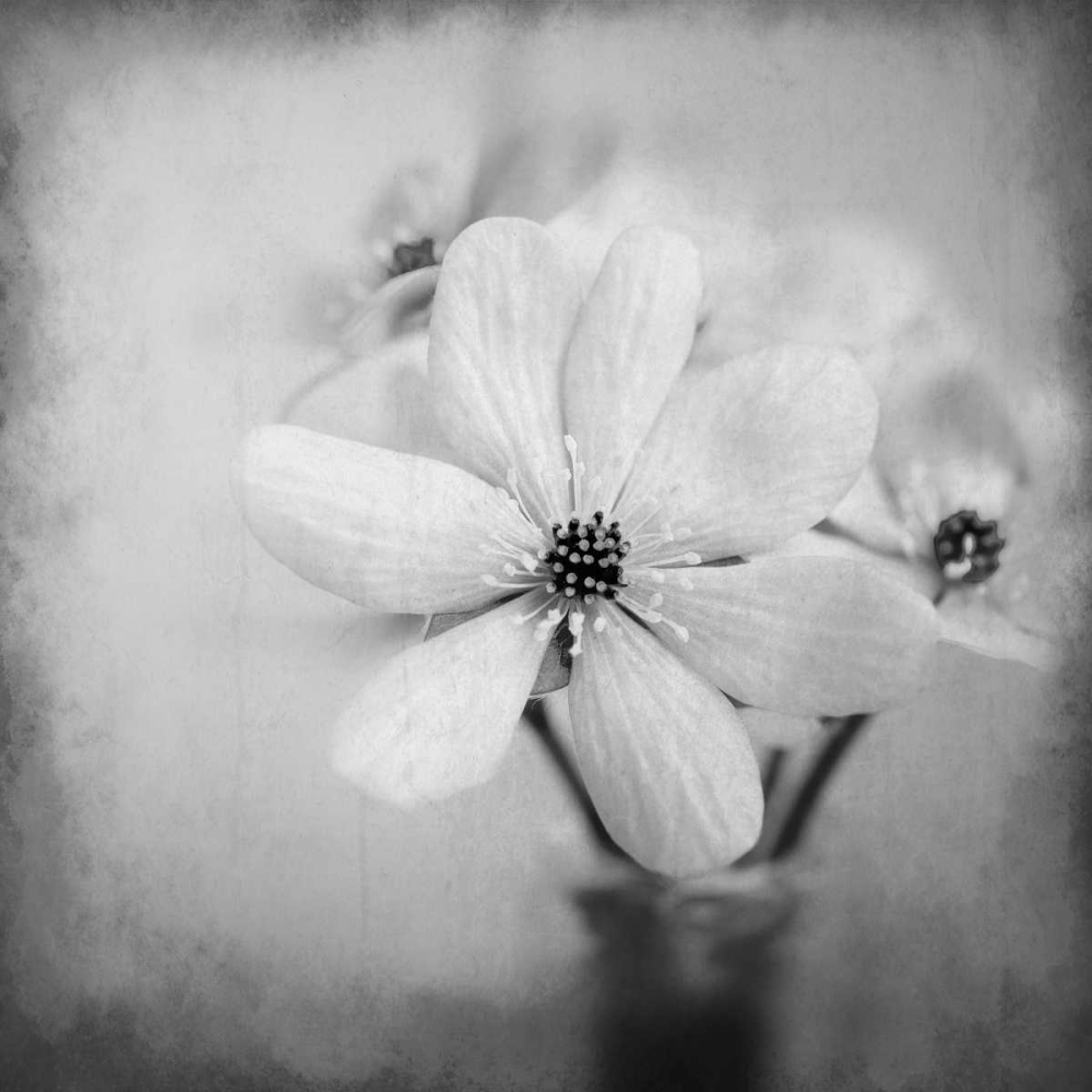 Blooms 1 art print by Kimberly Allen for $57.95 CAD