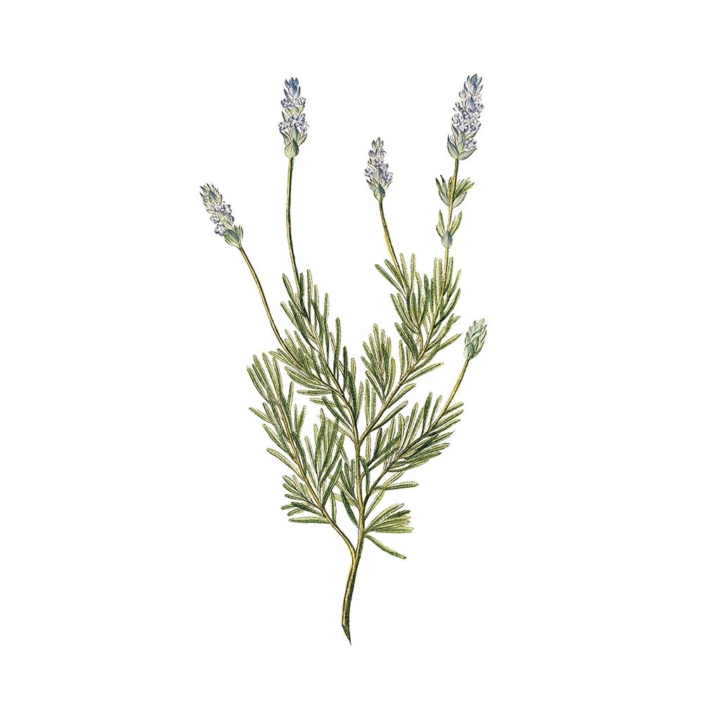 Herbs square 1 art print by Kimberly Allen for $57.95 CAD