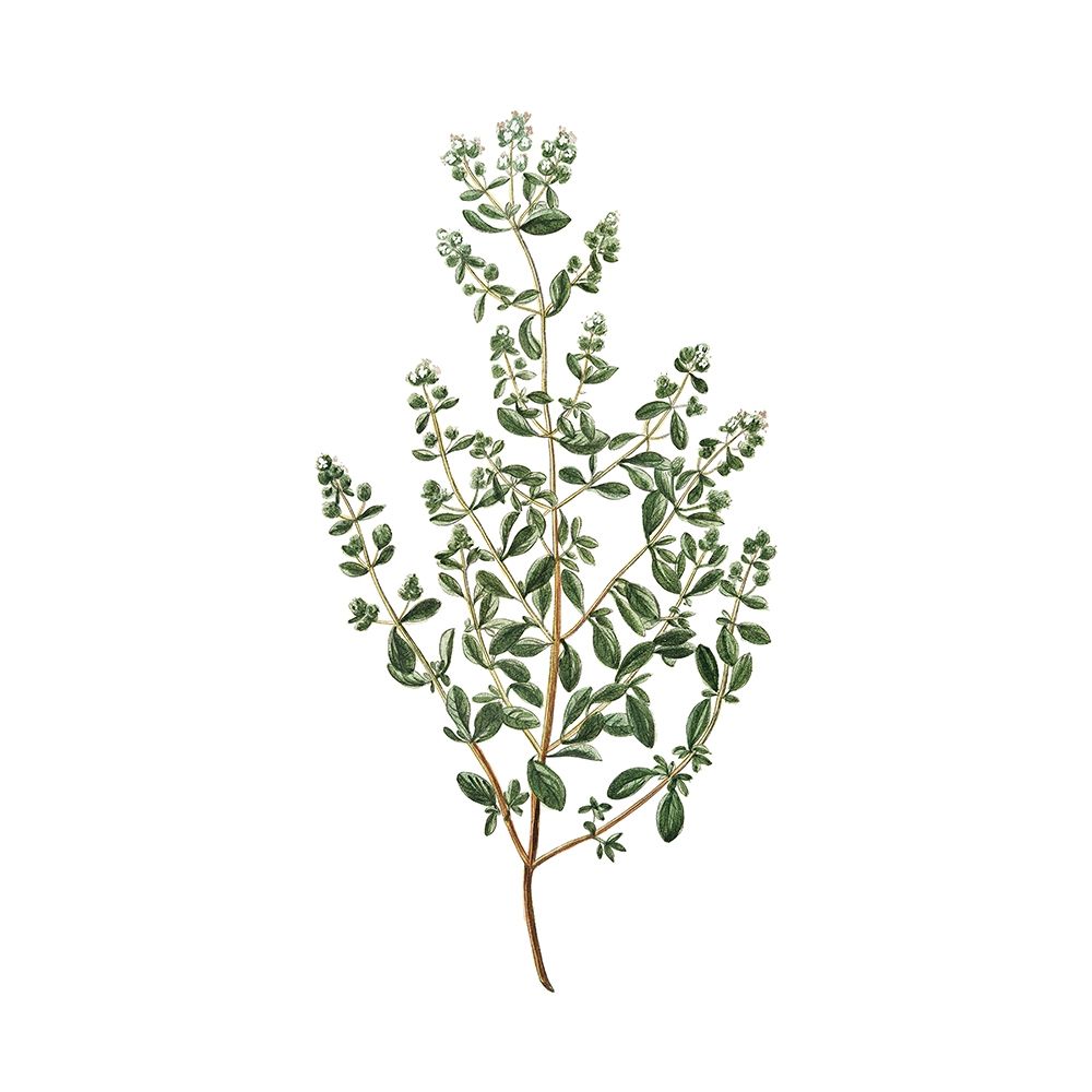 Herbs square 2 art print by Kimberly Allen for $57.95 CAD