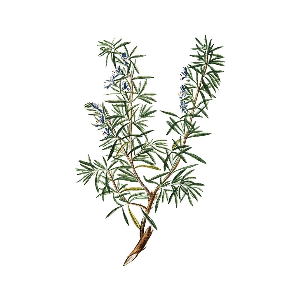 Herbs square 3 art print by Kimberly Allen for $57.95 CAD