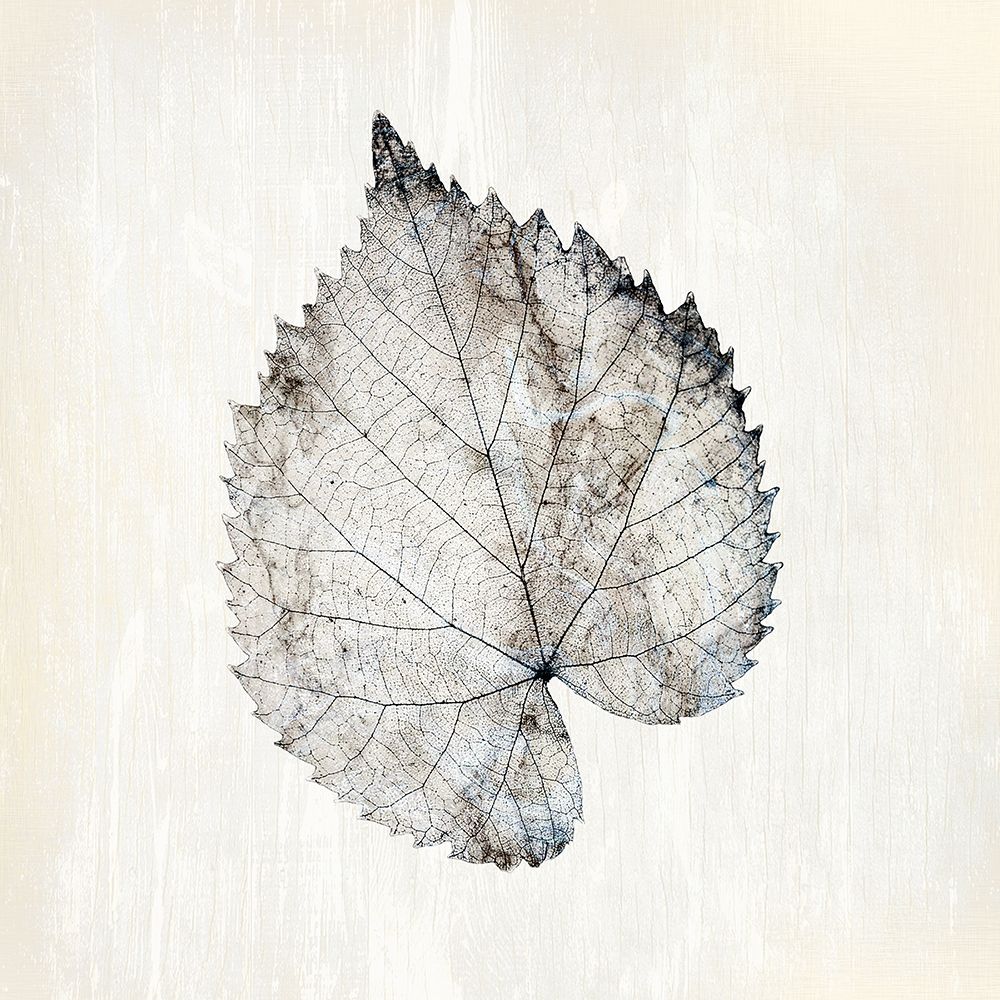 Marbled White 1 art print by Kimberly Allen for $57.95 CAD