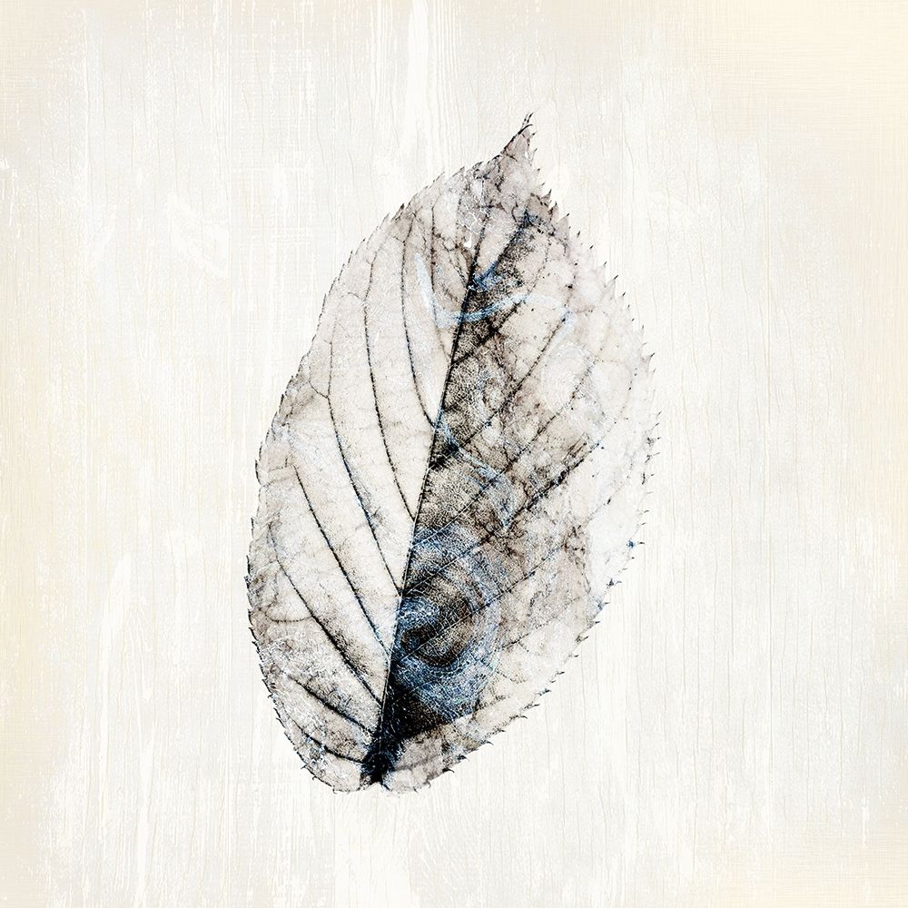 Marbled White 2 art print by Kimberly Allen for $57.95 CAD