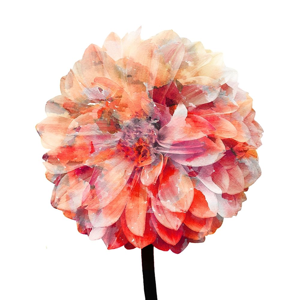 Painted Dahlia 1 art print by Kimberly Allen for $57.95 CAD