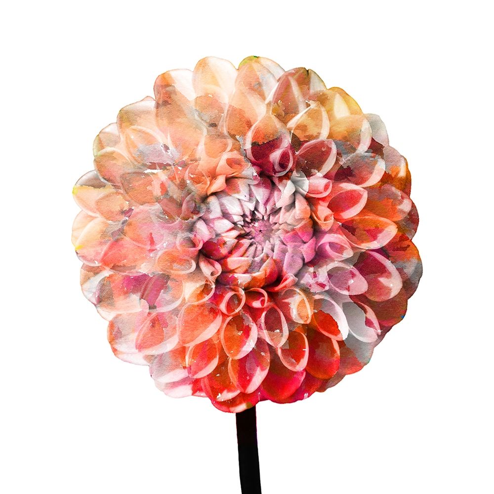 Painted Dahlia 2 art print by Kimberly Allen for $57.95 CAD