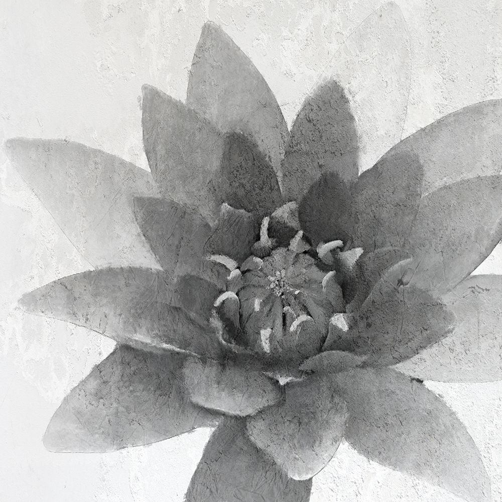 Lotus 1 art print by Kimberly Allen for $57.95 CAD