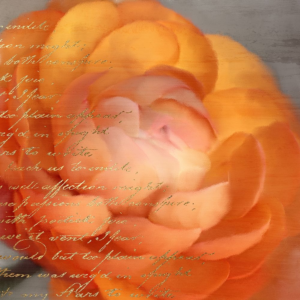 Ranunculus Orange art print by Kimberly Allen for $57.95 CAD