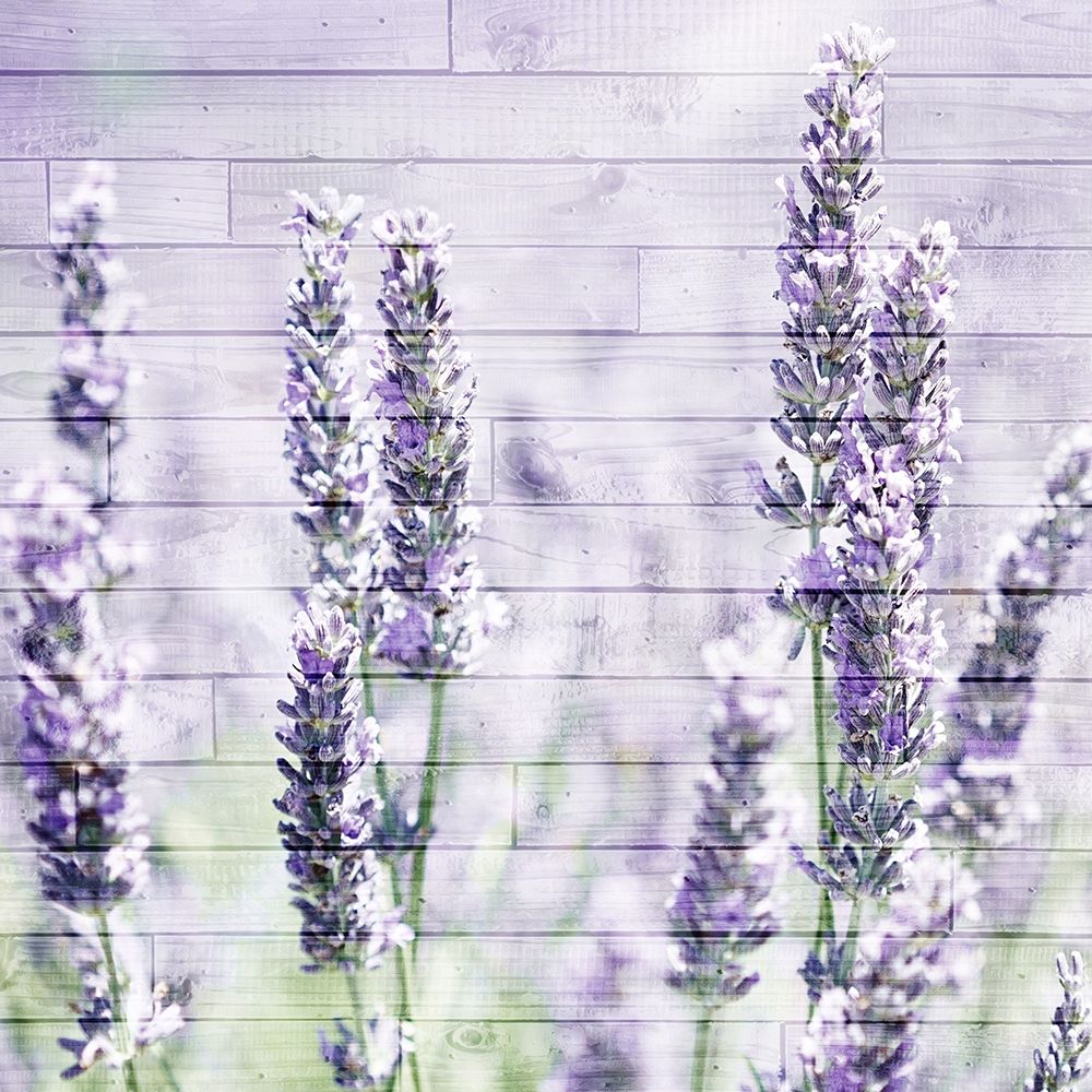 Lavender Fields 1 art print by Kimberly Allen for $57.95 CAD