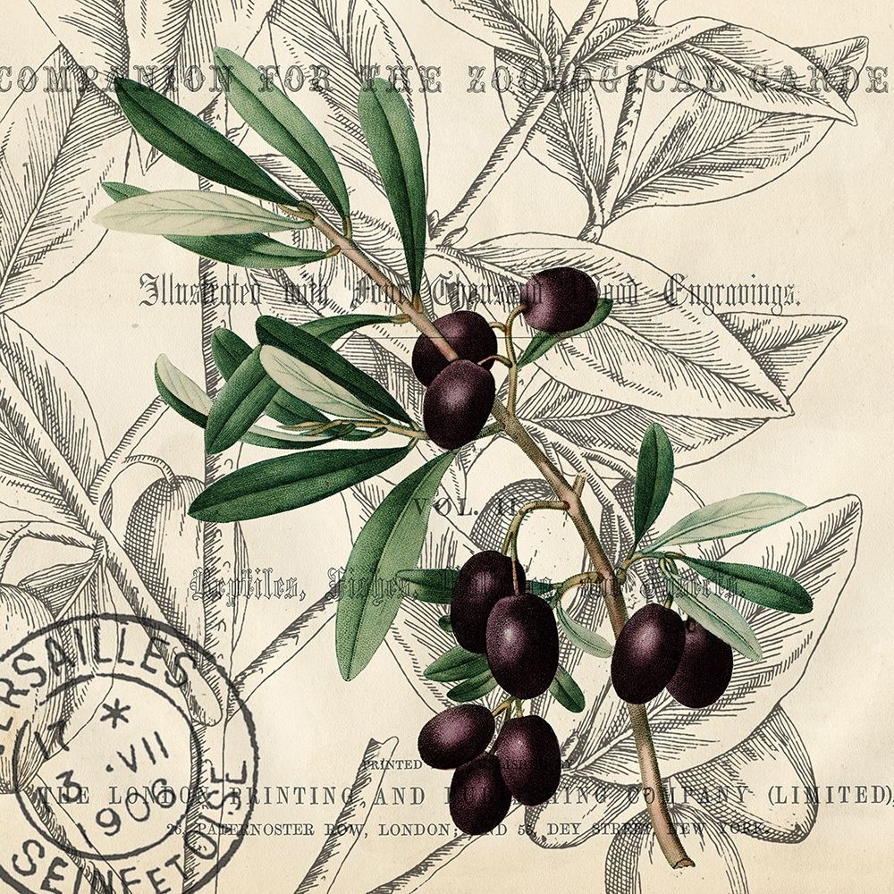 Olive Branch 2 art print by Kimberly Allen for $57.95 CAD
