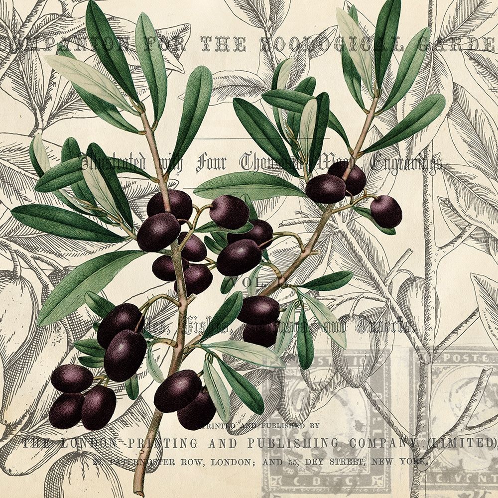 Olive Branch 3 art print by Kimberly Allen for $57.95 CAD