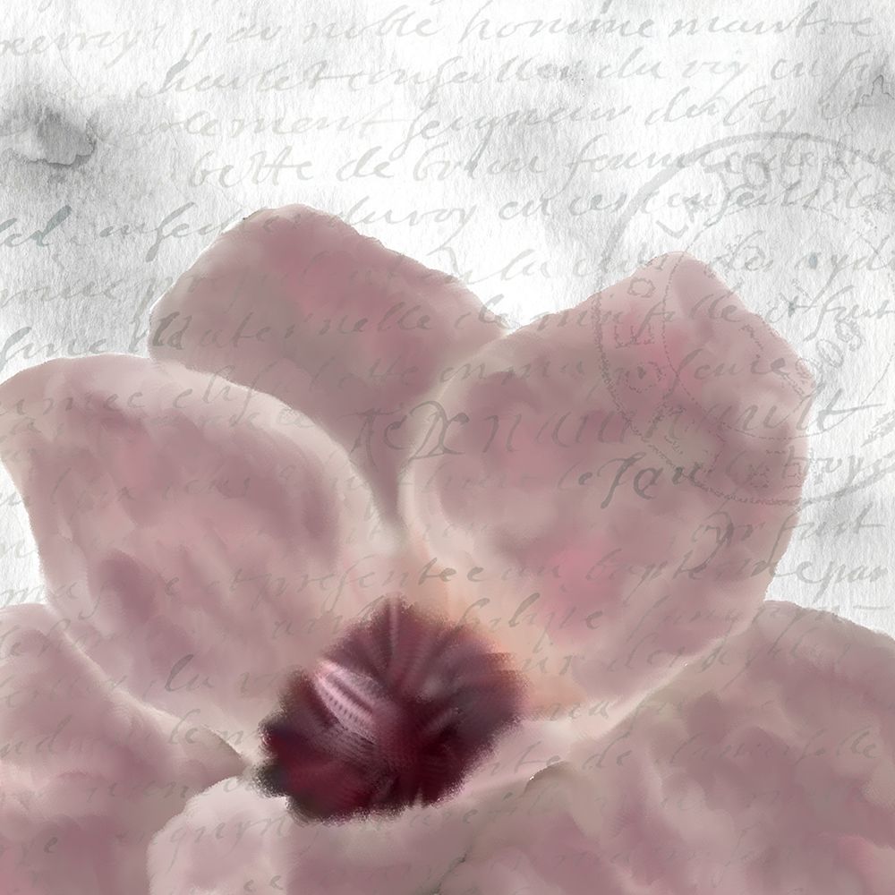 Magnolia Bloom 1 art print by Kimberly Allen for $57.95 CAD