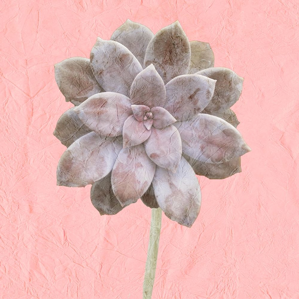 Succulent Pink art print by Kimberly Allen for $57.95 CAD