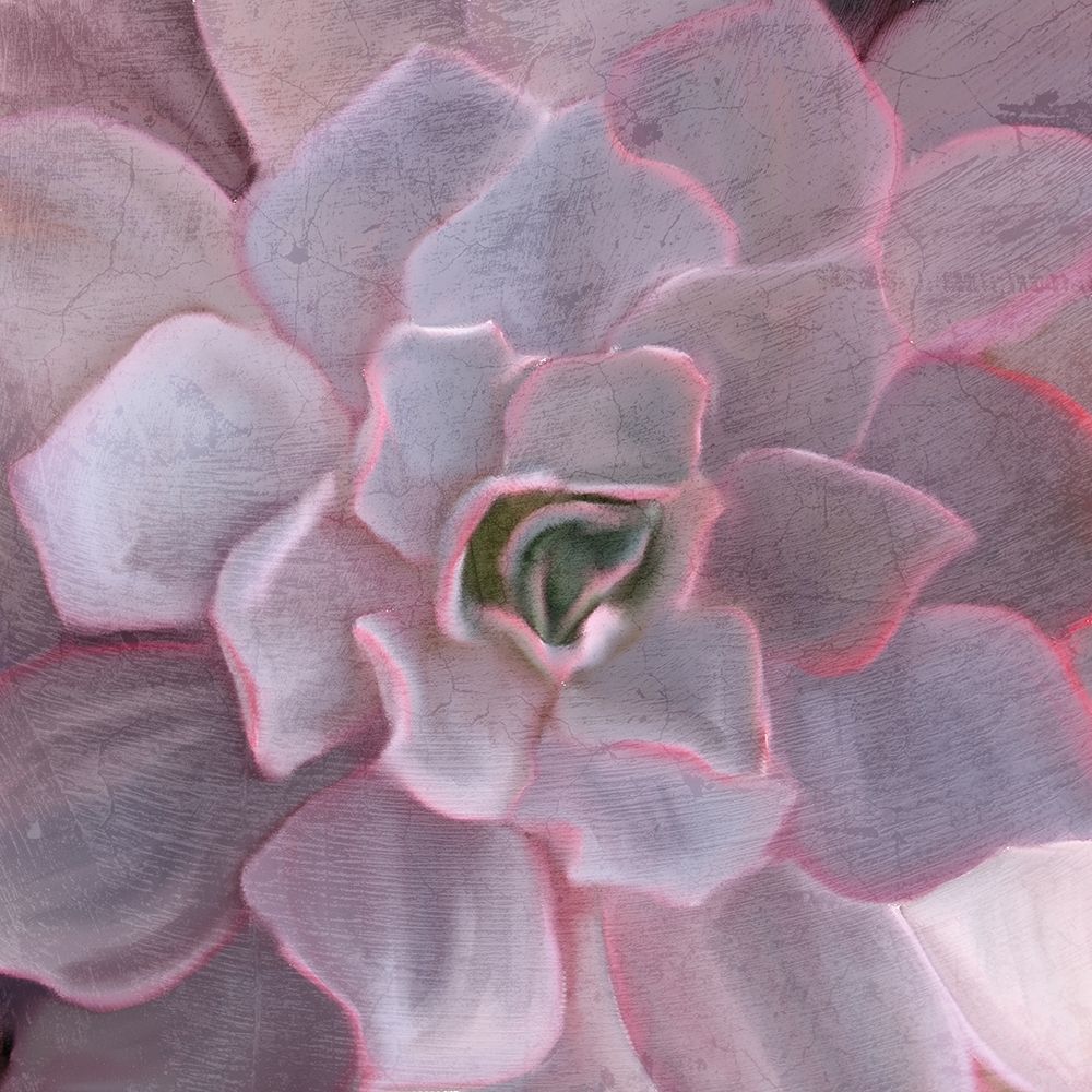 Purple Succulent art print by Kimberly Allen for $57.95 CAD