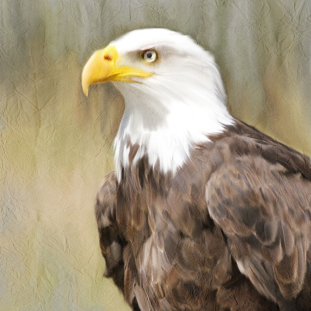 Eagle Eye art print by Kimberly Allen for $57.95 CAD