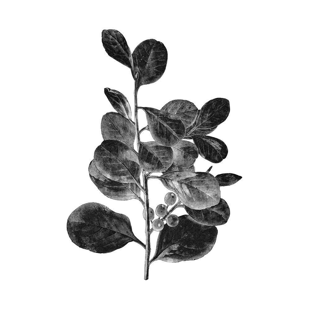 Botanical Black 1 art print by Kimberly Allen for $57.95 CAD