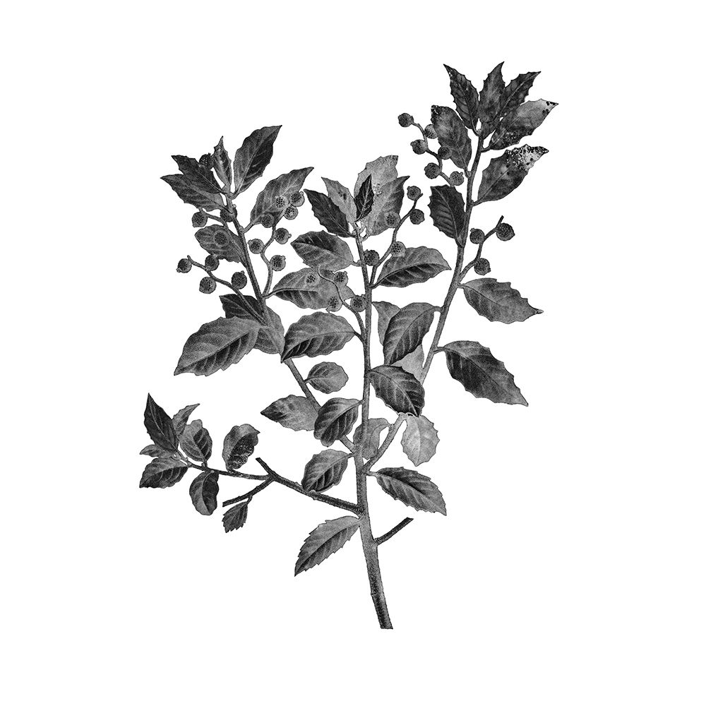 Botanical Black 2 art print by Kimberly Allen for $57.95 CAD
