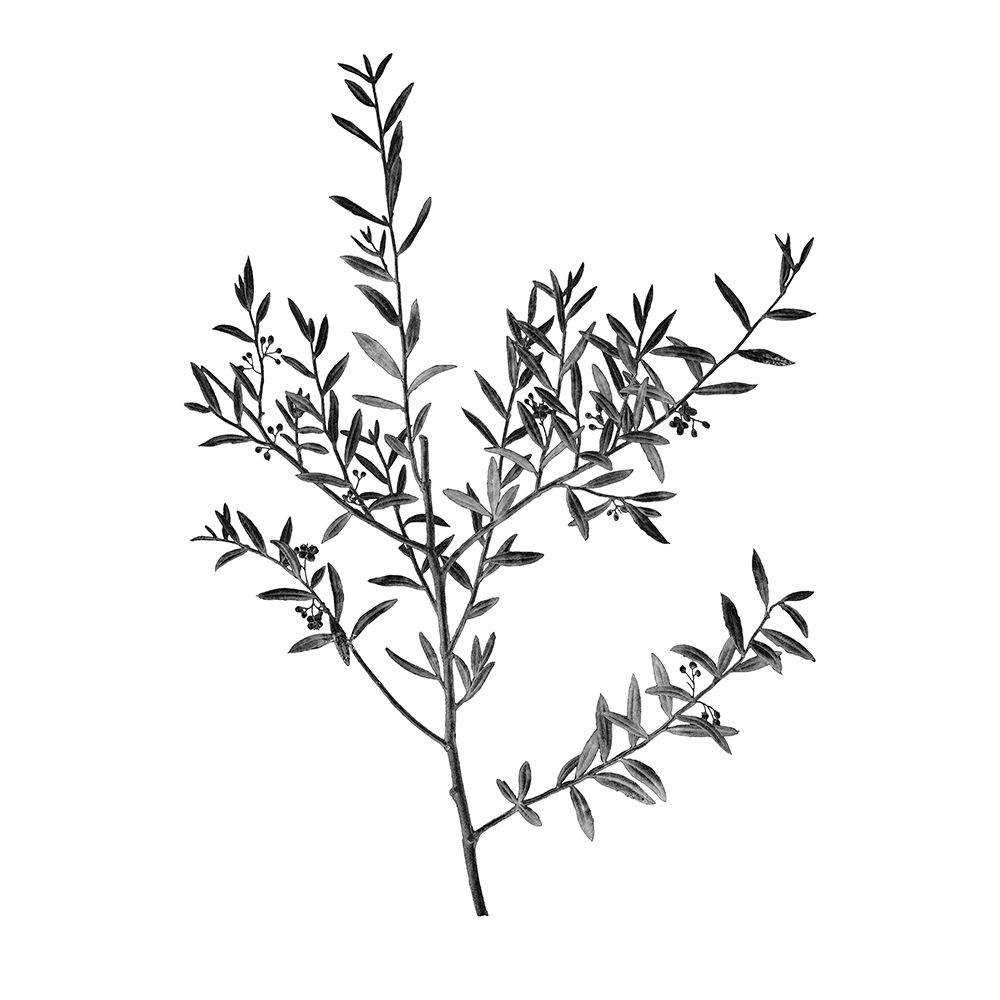 Botanical Black 3 art print by Kimberly Allen for $57.95 CAD