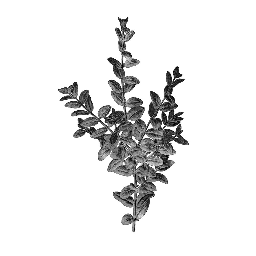 Botanical Black 4 art print by Kimberly Allen for $57.95 CAD