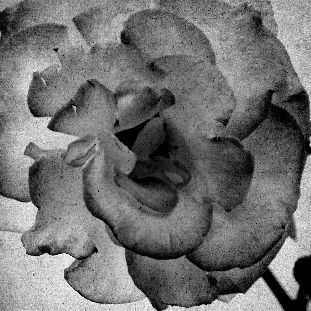 White Blooming 1 art print by Kimberly Allen for $57.95 CAD