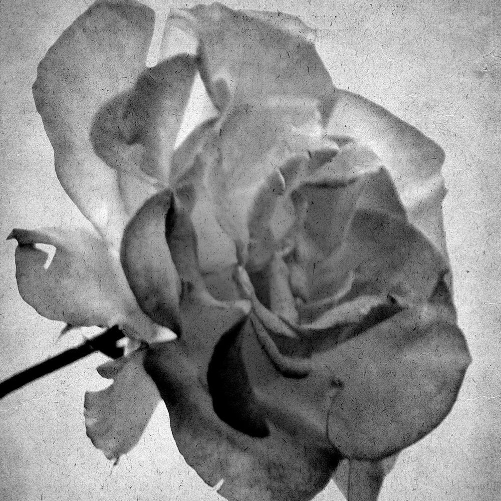 White Blooming 2 art print by Kimberly Allen for $57.95 CAD